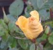tn_gallery_14_247_4918.jpg