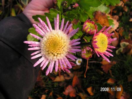 gallery_1786_950_28451.jpg