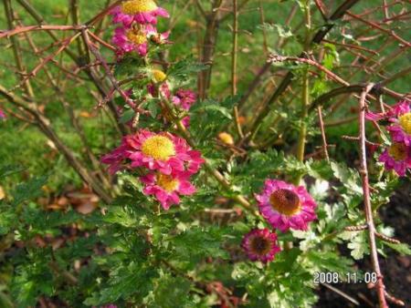 gallery_1786_950_38981.jpg