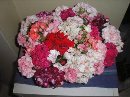 gallery_5783_2273_67414.jpg