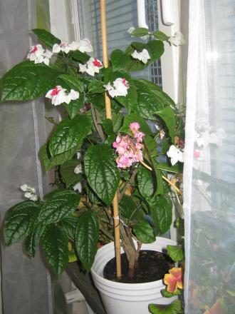 gallery_6706_2627_88073.jpg