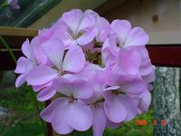 gallery_13170_2840_362.jpg