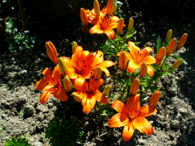 gallery_19671_2994_132985.jpg