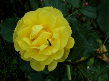 gallery_19671_2994_82848.jpg