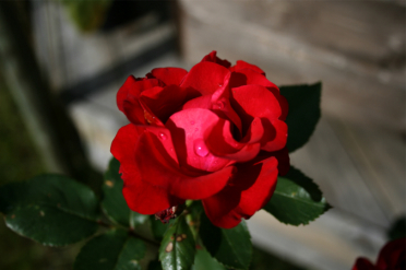 gallery_19671_2994_87299.jpg