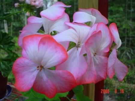 gallery_13170_2840_6067.jpg