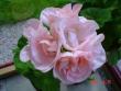 tn_gallery_13170_2840_1727.jpg