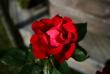 tn_gallery_19671_2994_87299.jpg
