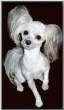 tn_gallery_6301_44_24751.gif