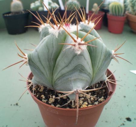 gallery_19740_2997_29161.jpg