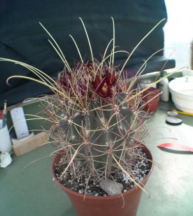 gallery_19740_2997_62055.jpg