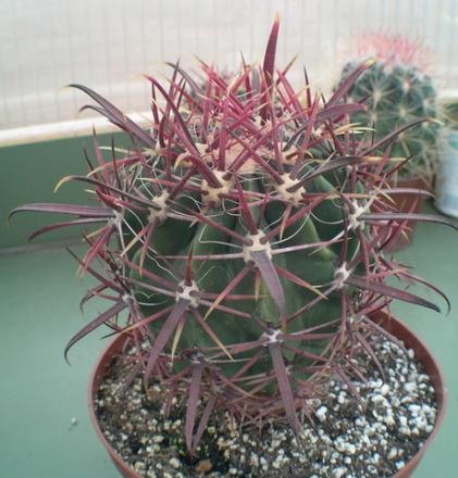 gallery_19740_2997_62910.jpg