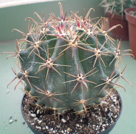 gallery_19740_2997_65470.jpg