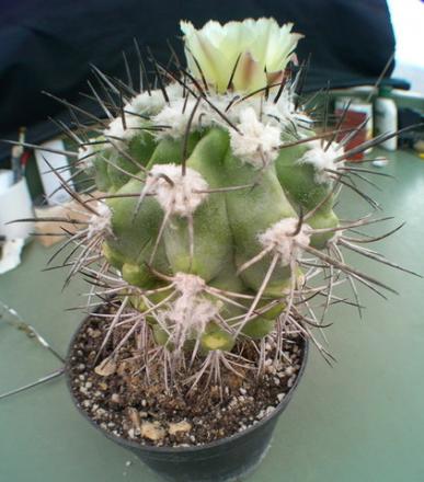 gallery_19740_2997_75328.jpg