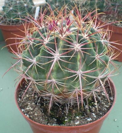 gallery_19740_2997_79372.jpg