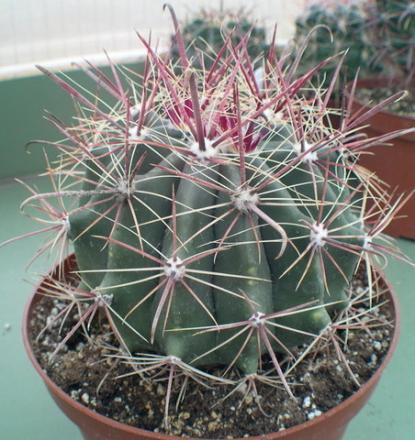 gallery_19740_2997_82264.jpg
