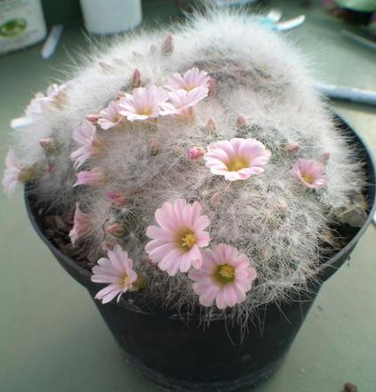 gallery_19740_2997_66245.jpg