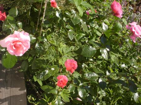 gallery_13106_3005_287365.jpg