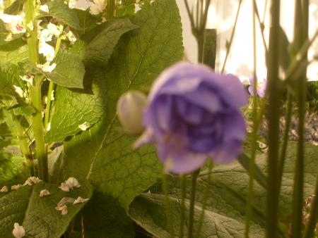 gallery_13106_3005_299965.jpg