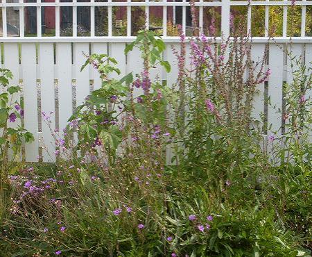 gallery_13106_3005_29563.jpg