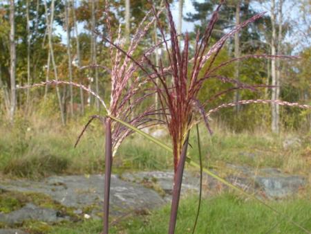 gallery_13106_3005_50145.jpg