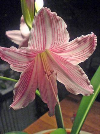 gallery_1414_3012_26428.jpg