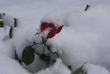 tn_gallery_9317_2391_2730.jpg