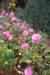 tn_gallery_9317_2391_27509.jpg