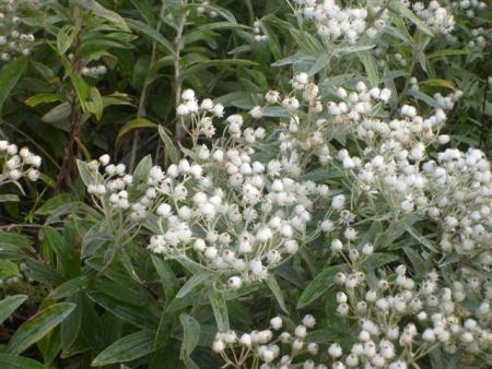 gallery_13106_3005_10140.jpg