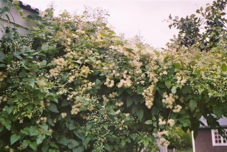 gallery_13106_3016_33049.jpg
