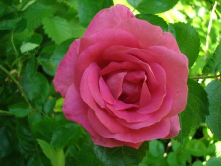 gallery_12789_3020_36590.jpg