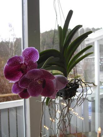 gallery_12962_3019_47886.jpg