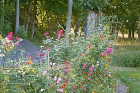 gallery_13106_3016_70751.jpg