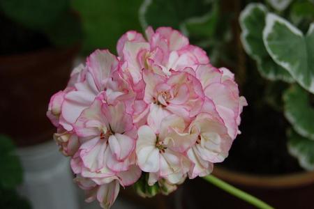 gallery_13170_2840_37185.jpg