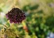 tn_gallery_13106_3016_5872.jpg