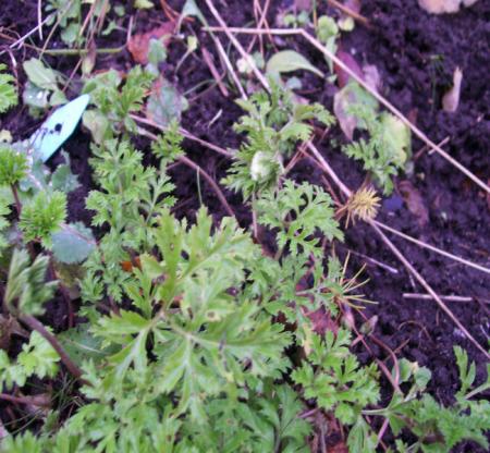 gallery_7440_3022_144086.jpg