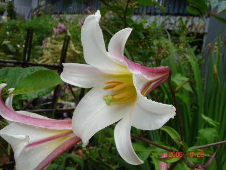 gallery_72_3021_12822.jpg