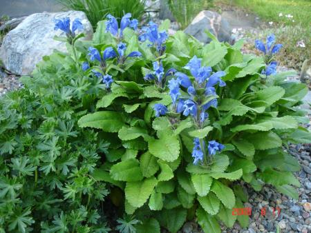 gallery_72_3021_131757.jpg