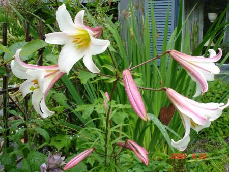 gallery_72_3021_85605.jpg
