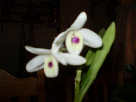 gallery_20026_3033_24996.jpg