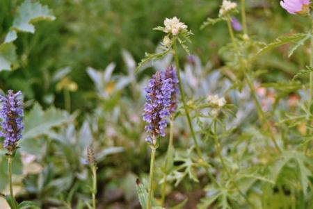 gallery_13106_3016_15551.jpg