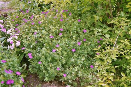 gallery_13106_3016_43240.jpg