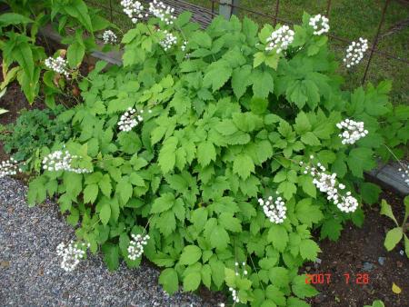 gallery_72_3021_189480.jpg