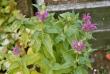 tn_gallery_13106_3016_1264.jpg