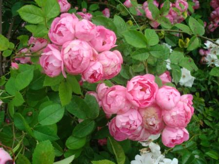 gallery_12789_3020_80705.jpg