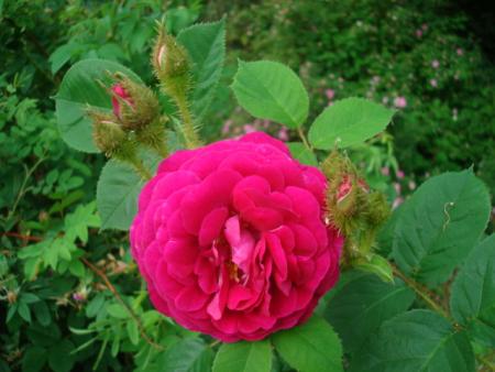 gallery_12789_3020_9095.jpg