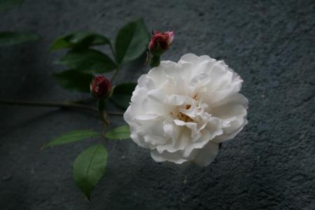 gallery_13397_3043_29821.jpg