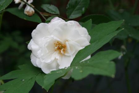 gallery_13397_3043_5799.jpg