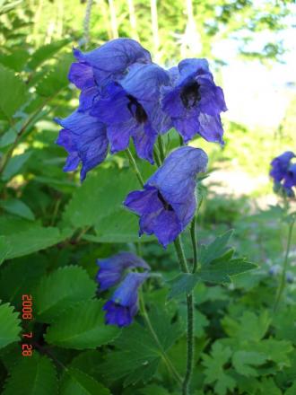 gallery_72_3021_81169.jpg