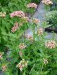 tn_gallery_72_3021_128792.jpg
